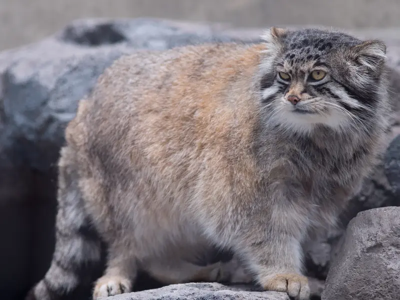 A photograph of Grusha in Asahiyama Zoo