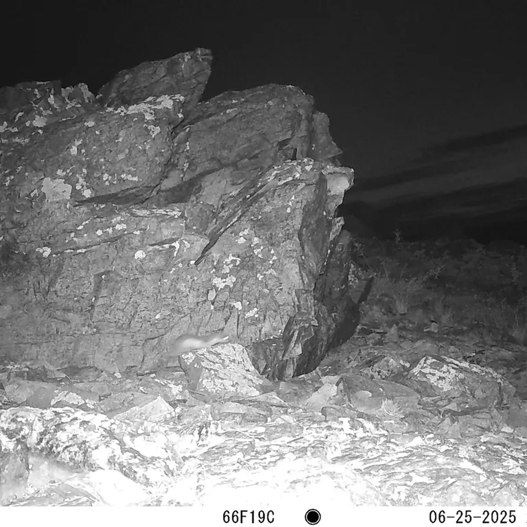 A photograph of Least weasel from Karashoky [new] camera trap