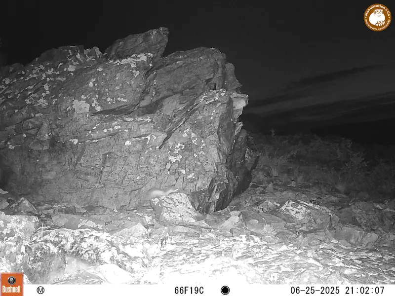 A photograph of Least weasel from Karashoky [new] camera trap