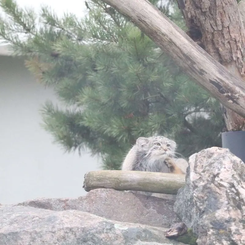 A photograph of Saga in Korkeasaari Zoo