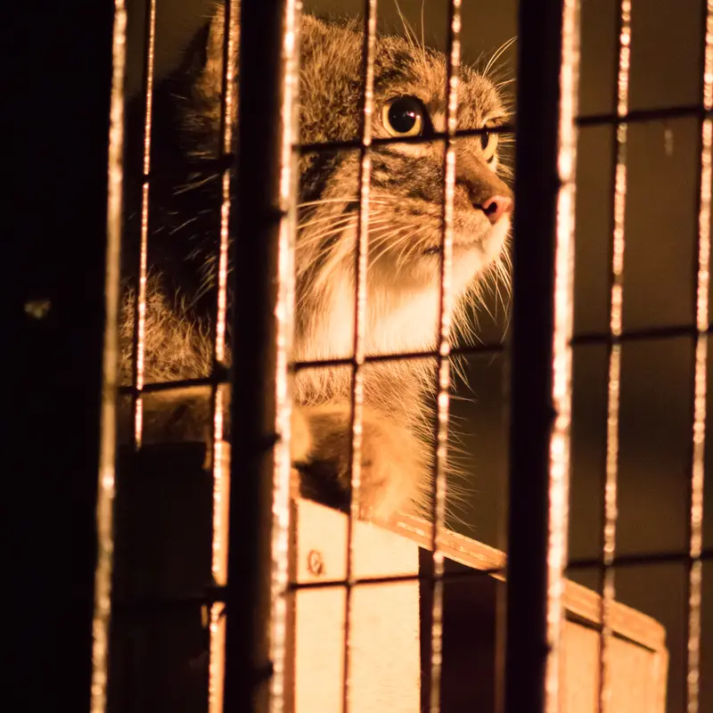 A photograph of Figa in Nogeyama Zoo