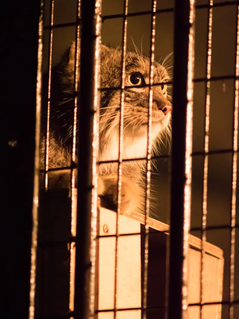 A photograph of Figa in Nogeyama Zoo