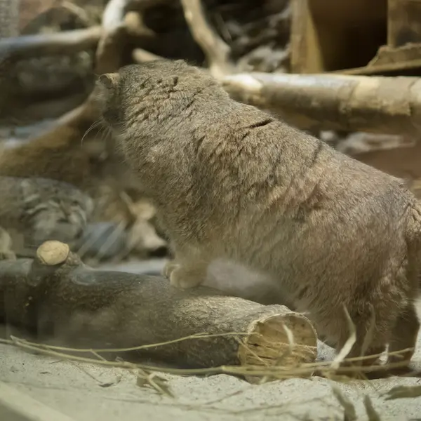 A photograph of Primula and Klyon in Ueno Zoological Gardens