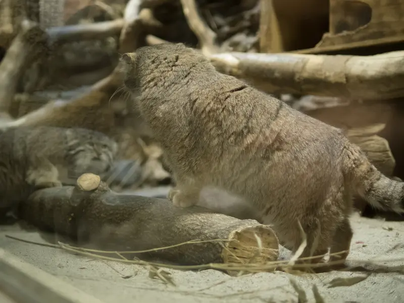 A photograph of Primula and Klyon in Ueno Zoological Gardens