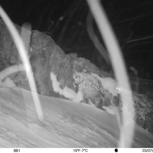 A photograph of Otocolobus manul manul from Aktas-Kunkora [new] camera trap