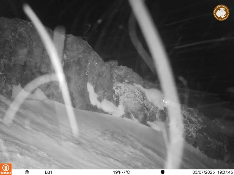 A photograph of Otocolobus manul manul from Aktas-Kunkora camera trap