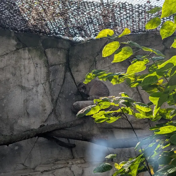 A photograph of Tiina in Columbus Zoo and Aquarium