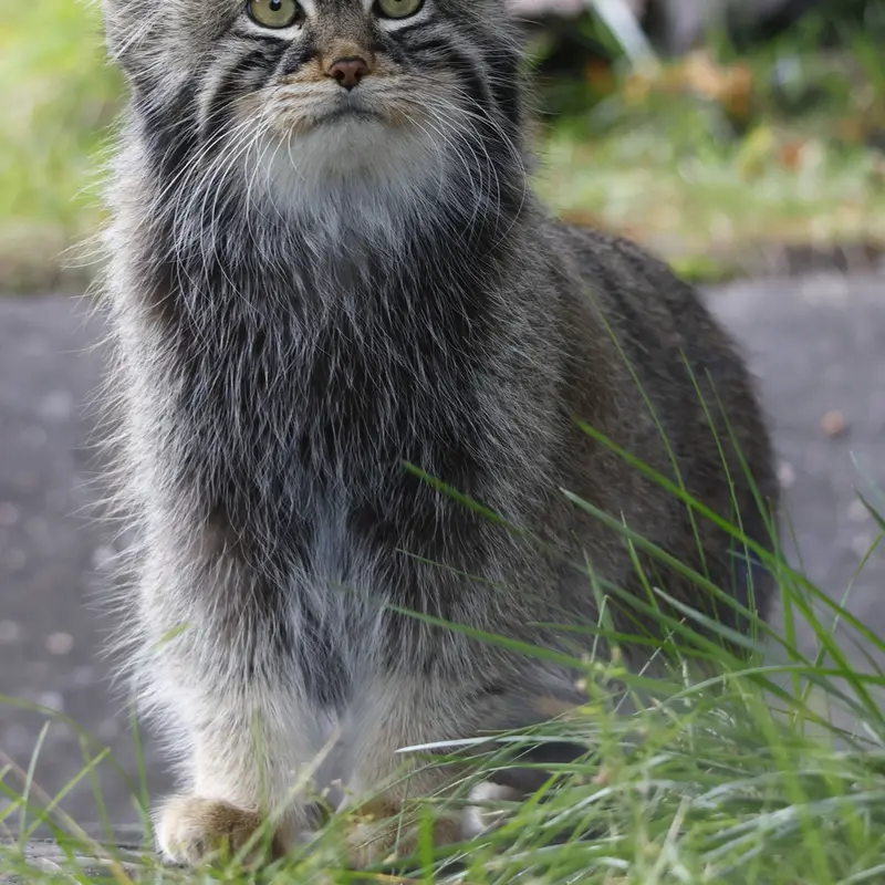 A photograph of a Pallas's cat