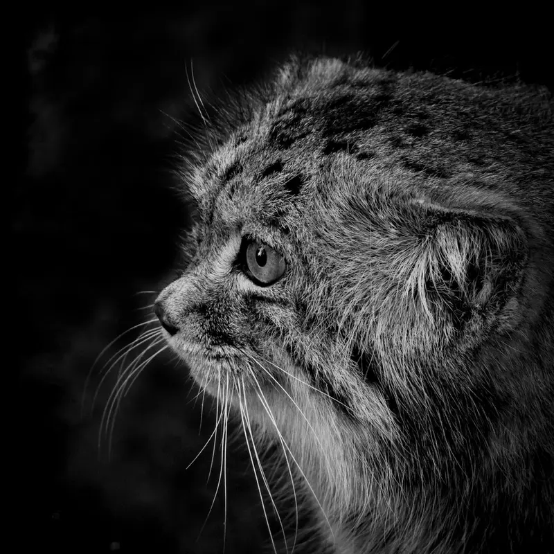 A photograph of Jethro in The Big Cat Sanctuary