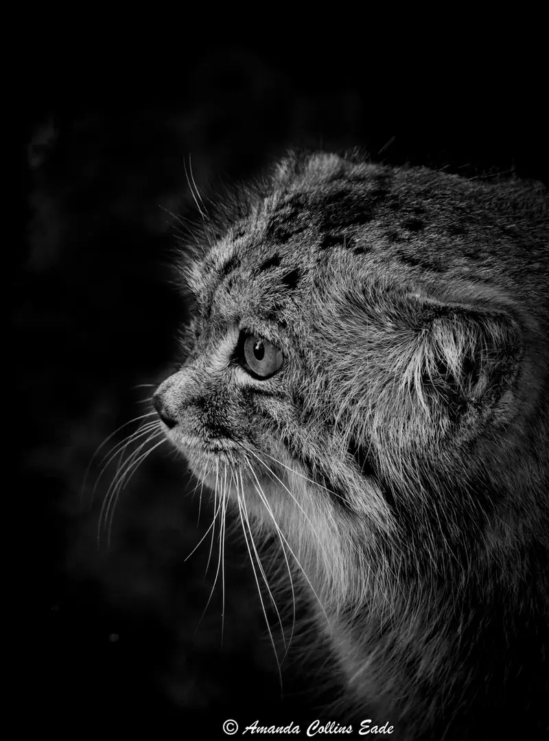 A photograph of Jethro in The Big Cat Sanctuary