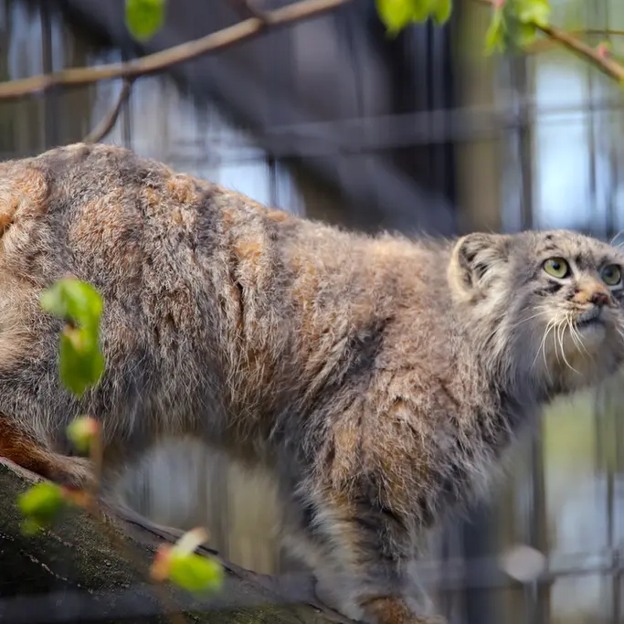 A photograph of Tsas in Kraków Zoo