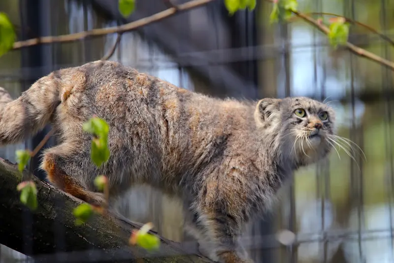 A photograph of Tsas in Kraków Zoo
