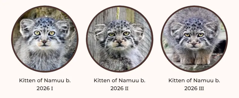 A photograph of a Pallas's cat
