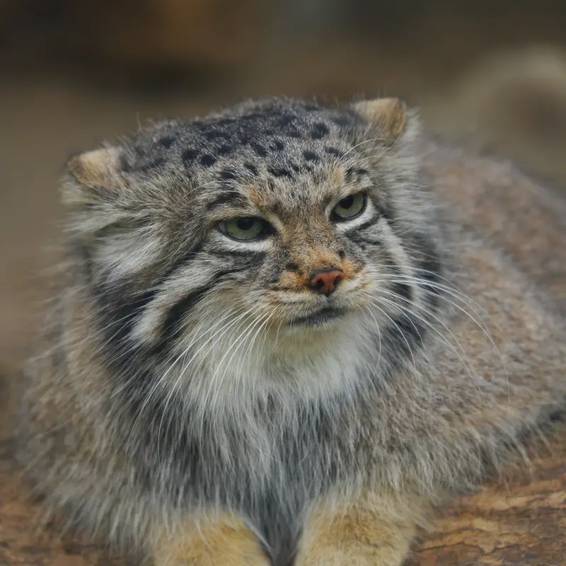 A photograph of Az in Kobe Animal Kingdom