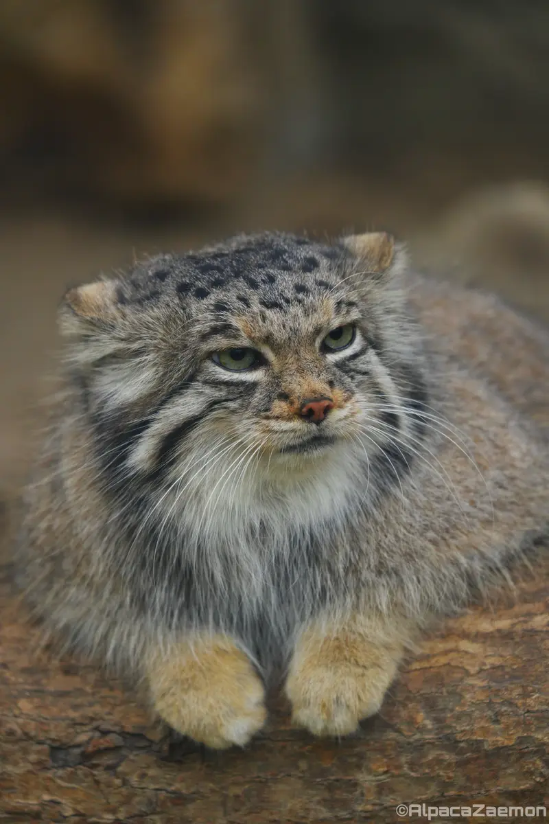 A photograph of Az in Kobe Animal Kingdom