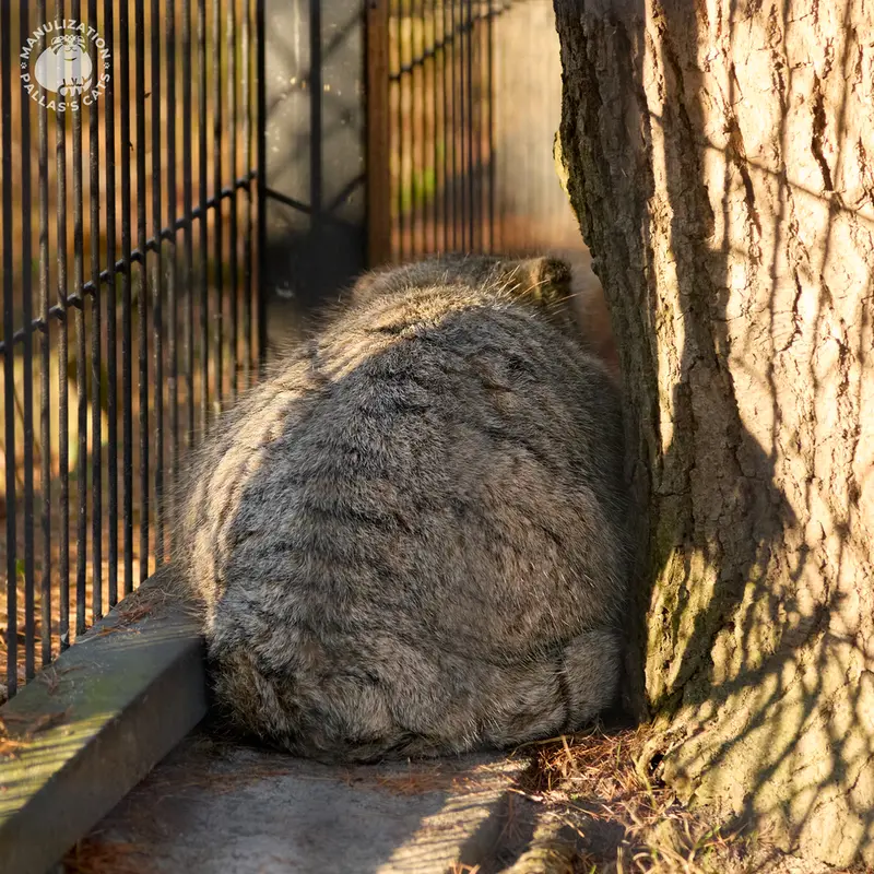 A photograph of Tsas in Kraków Zoo