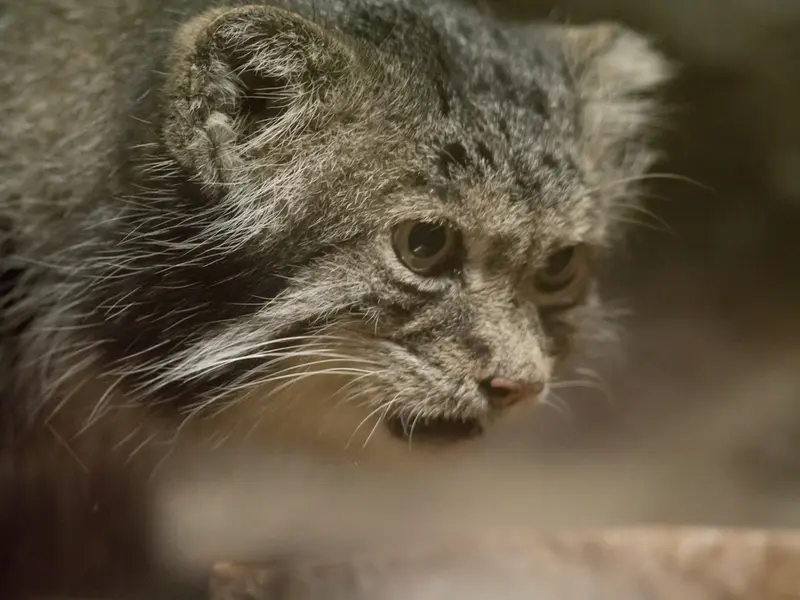 A photograph of Klyon in Ueno Zoological Gardens