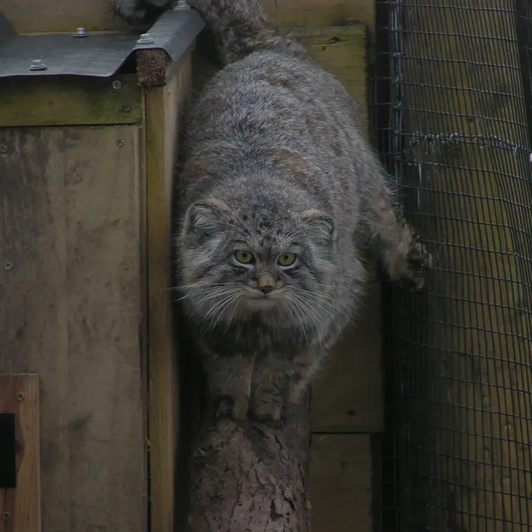 A photograph of Altai in The Lakeland Wildlife Oasis
