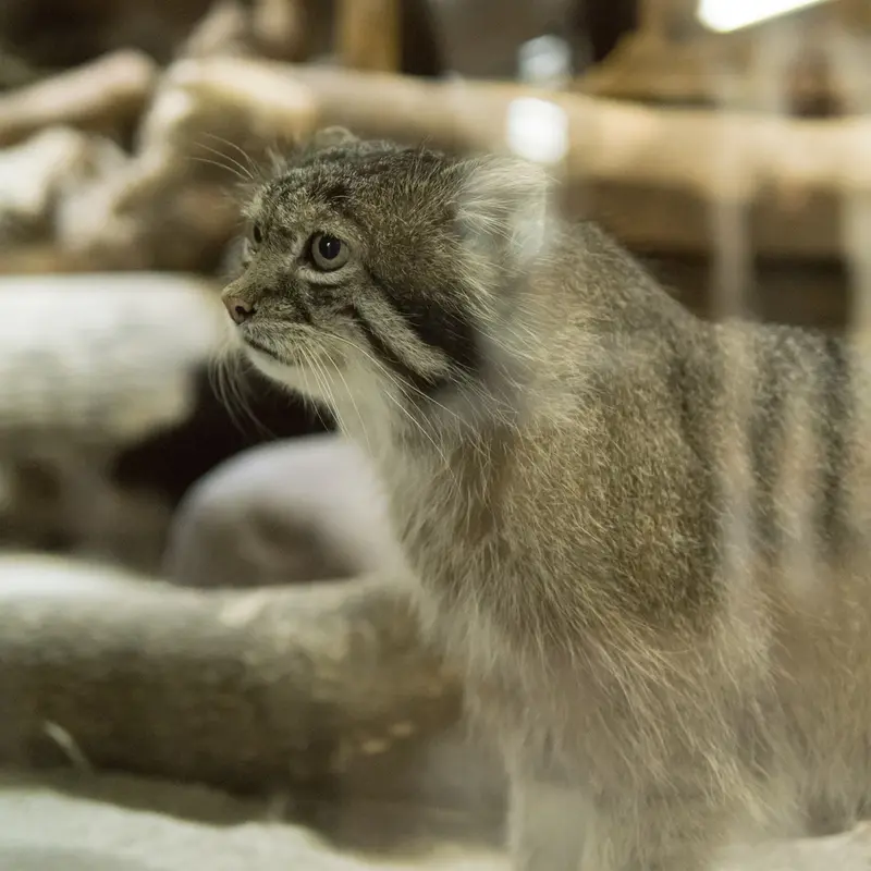 A photograph of Klyon in Ueno Zoological Gardens