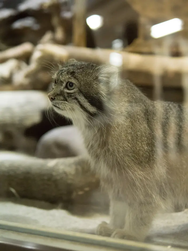 A photograph of Klyon in Ueno Zoological Gardens