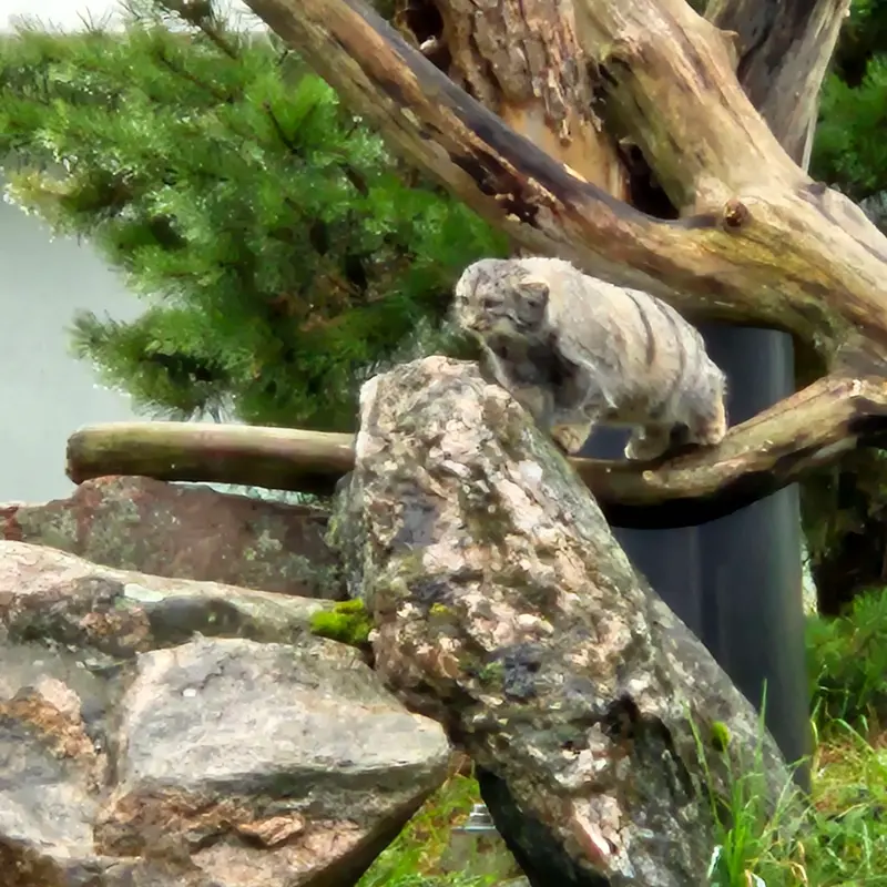 A photograph of Saimi in Korkeasaari Zoo
