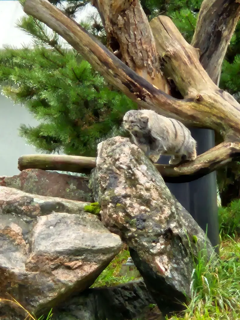 A photograph of Saimi in Korkeasaari Zoo