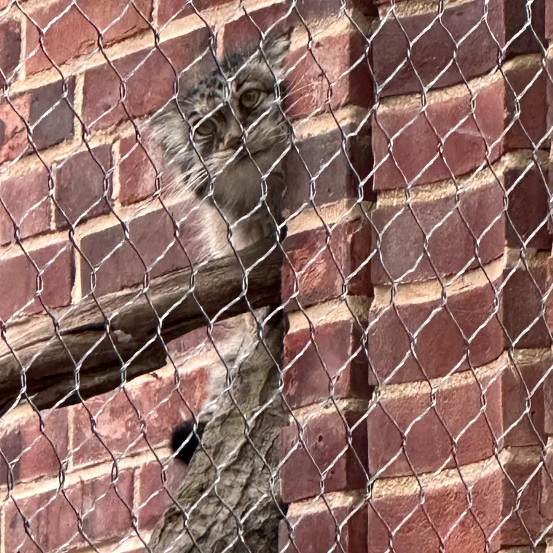 A photograph of a Pallas&#039;s cat in Prospect Park Zoo