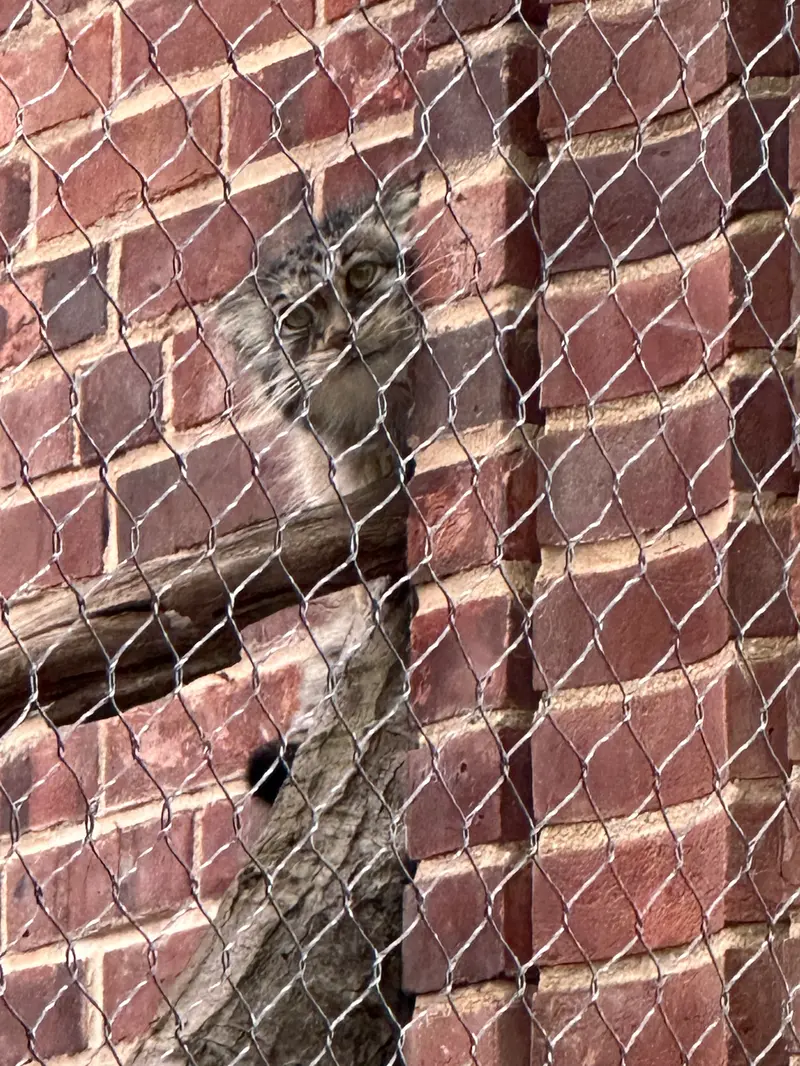 A photograph of a Pallas&#039;s cat in Prospect Park Zoo