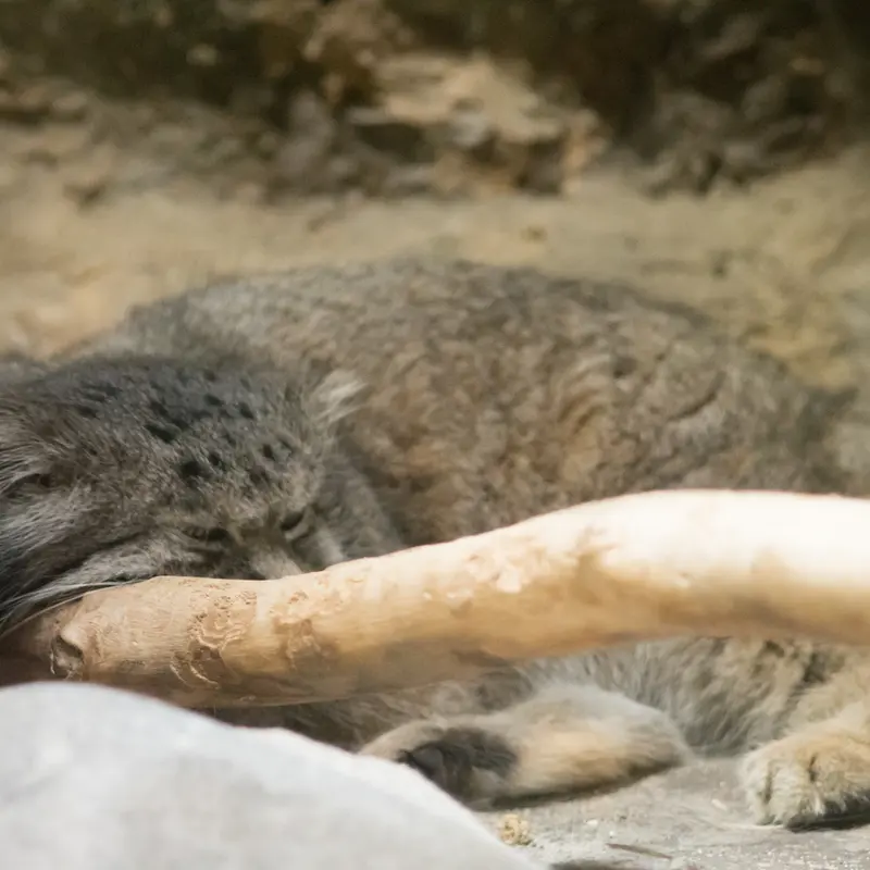 A photograph of Klyon in Ueno Zoological Gardens