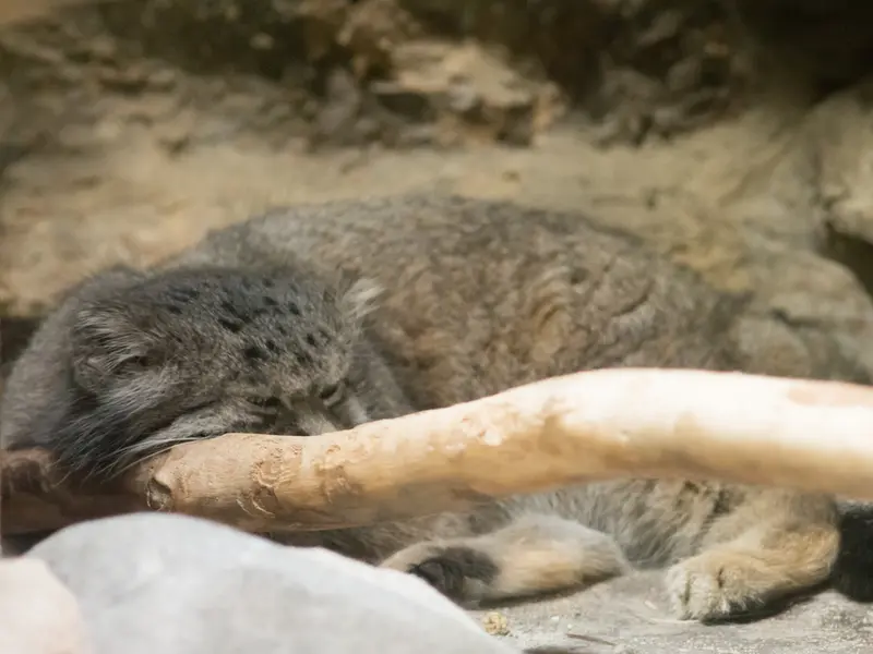 A photograph of Klyon in Ueno Zoological Gardens