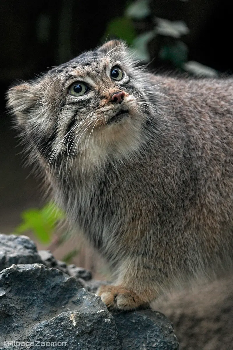 A photograph of Az in Kobe Animal Kingdom