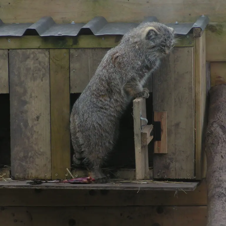 A photograph of Altai in The Lakeland Wildlife Oasis
