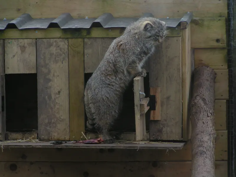 A photograph of Altai in The Lakeland Wildlife Oasis
