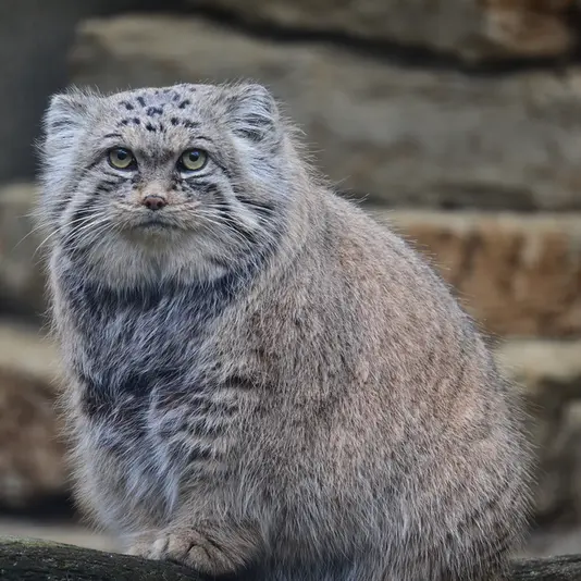 A photograph of Mars in Tallinn Zoo