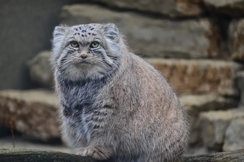 A photograph of Mars in Tallinn Zoo