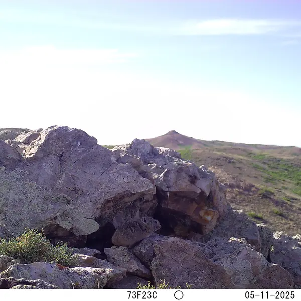 A photograph of Pika from Besshoky 1 camera trap