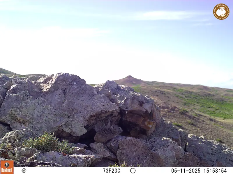A photograph of Pika from Besshoky 1 camera trap