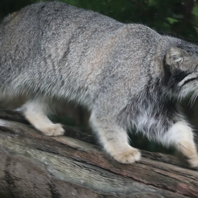 A photograph of Abrikos in Nasu Animal Kingdom