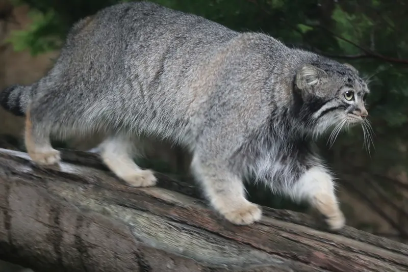 A photograph of Abrikos in Nasu Animal Kingdom