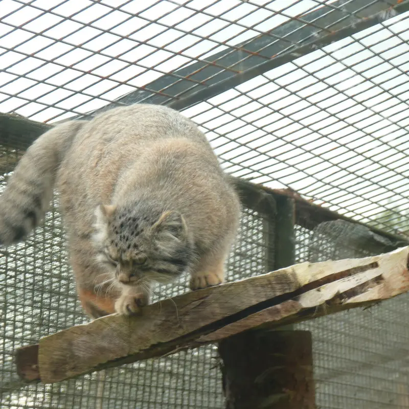 A photograph of Duchess in Edinburgh Zoo