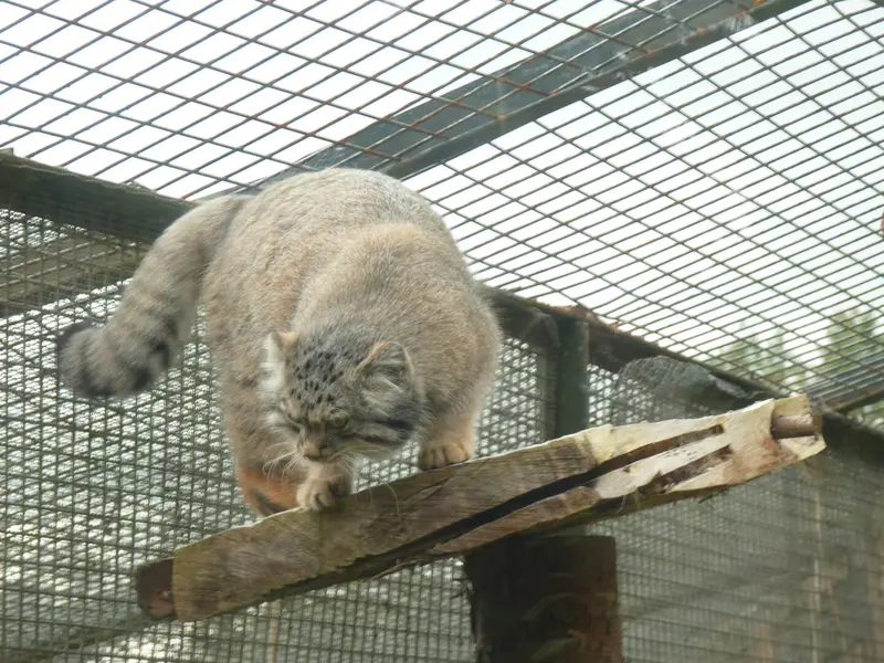 A photograph of Duchess in Edinburgh Zoo