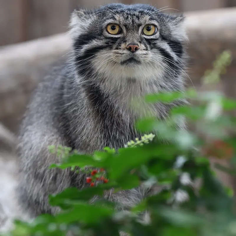 A photograph of Nar in Kobe Animal Kingdom
