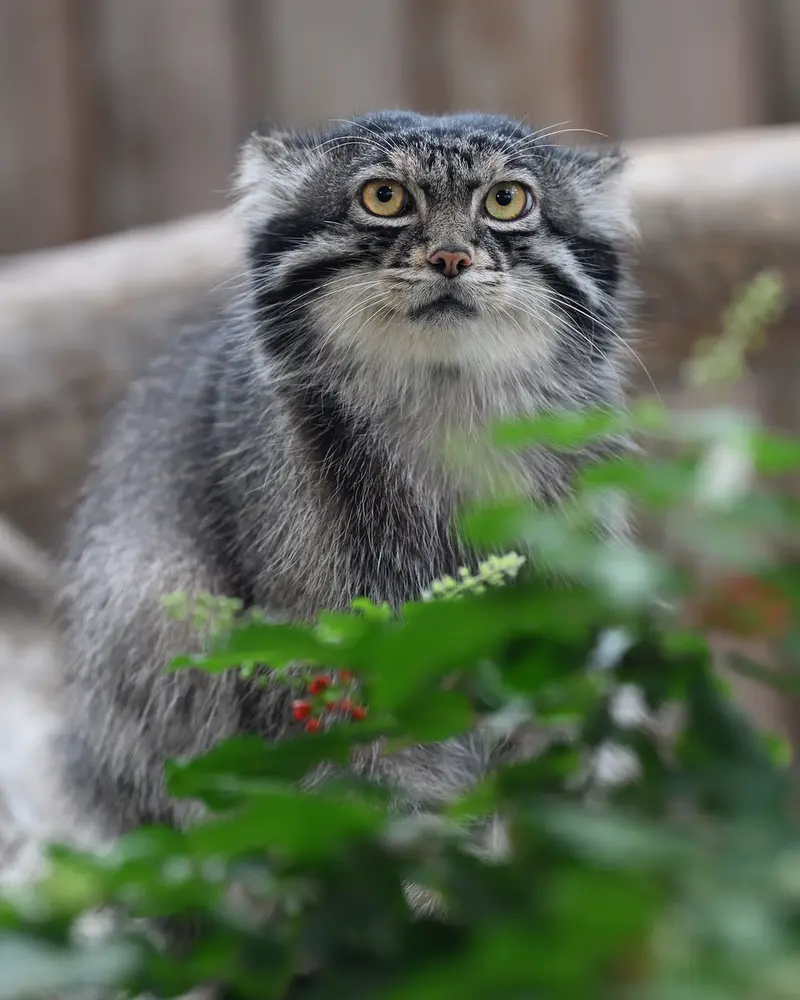 A photograph of Nar in Kobe Animal Kingdom