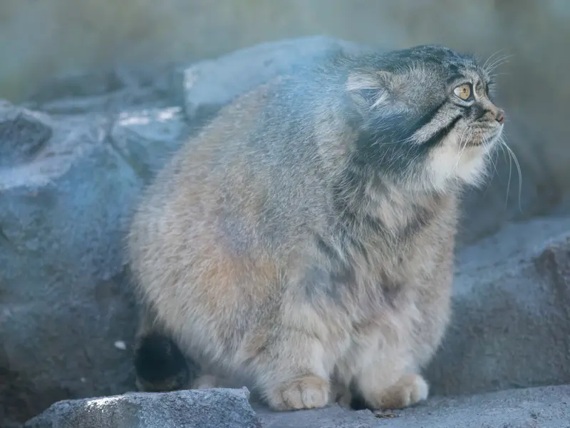 A photograph of Grusha in Asahiyama Zoo