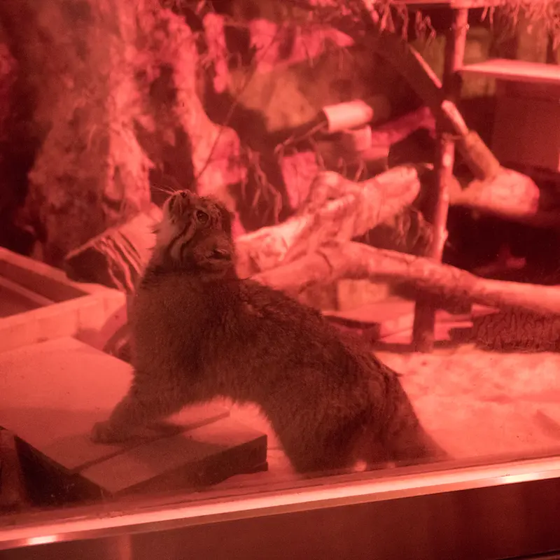 A photograph of Naim in Ueno Zoological Gardens