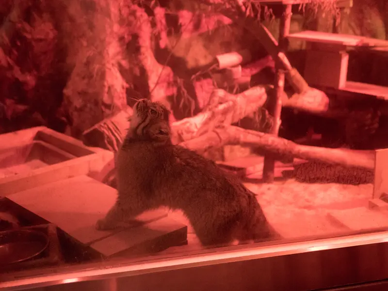 A photograph of Naim in Ueno Zoological Gardens