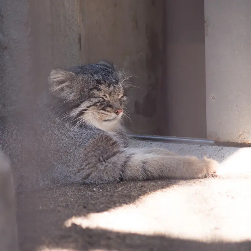 A photograph of Figa in Nogeyama Zoo