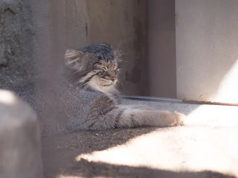 A photograph of Figa in Nogeyama Zoo