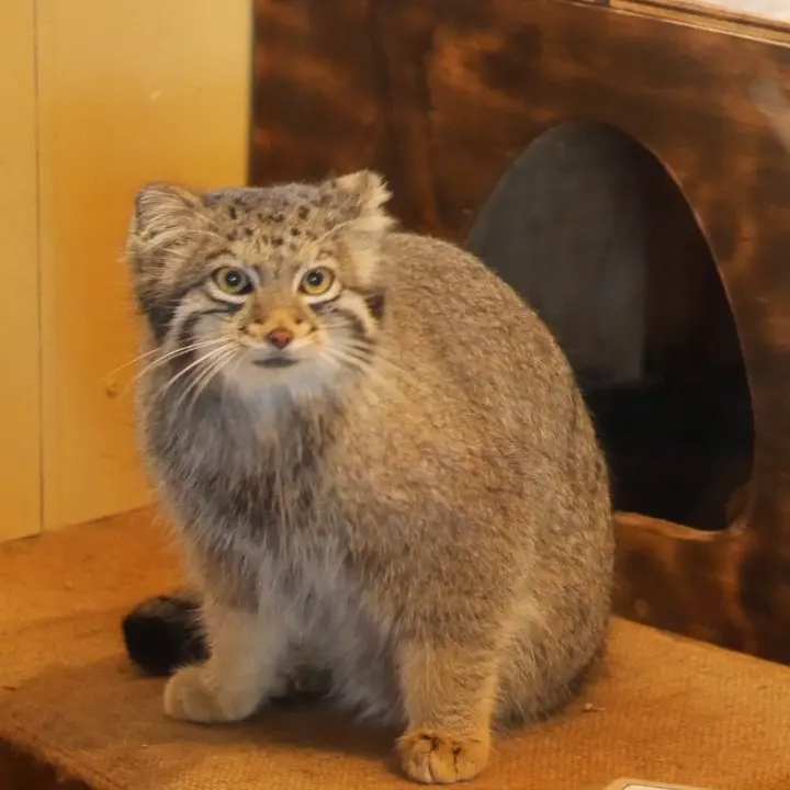 A photograph of Oto in Saitama Children's Zoo
