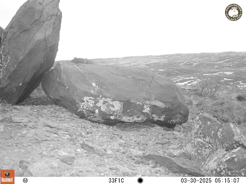 A photograph of Kazakh pika from Koshkar camera trap